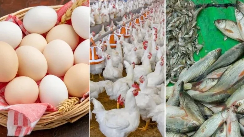 কমেছে সোনালি মুরগির দাম, ডিম, ব্রয়লার মুরগি ও মাছের বাজার স্থিতিশীল