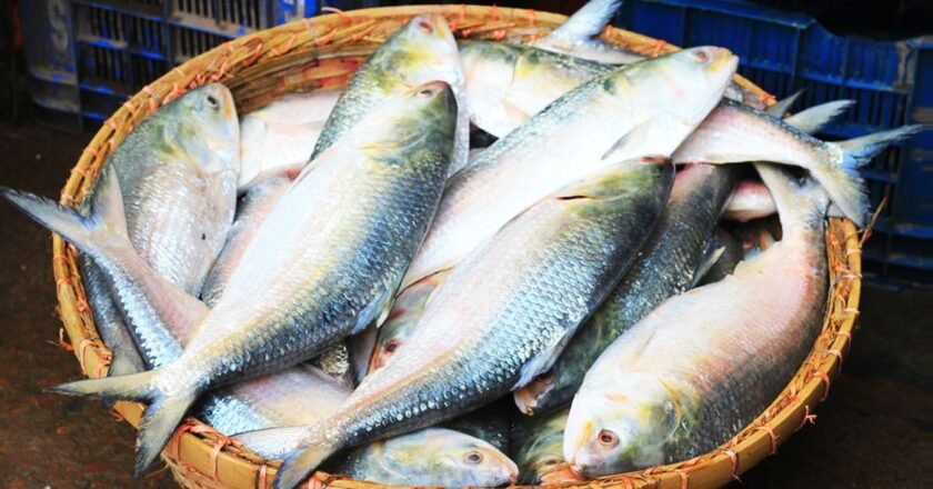 বাংলাদেশ থেকে ইলিশ রপ্তানি বন্ধ, ভারতে বাড়ছে দাম