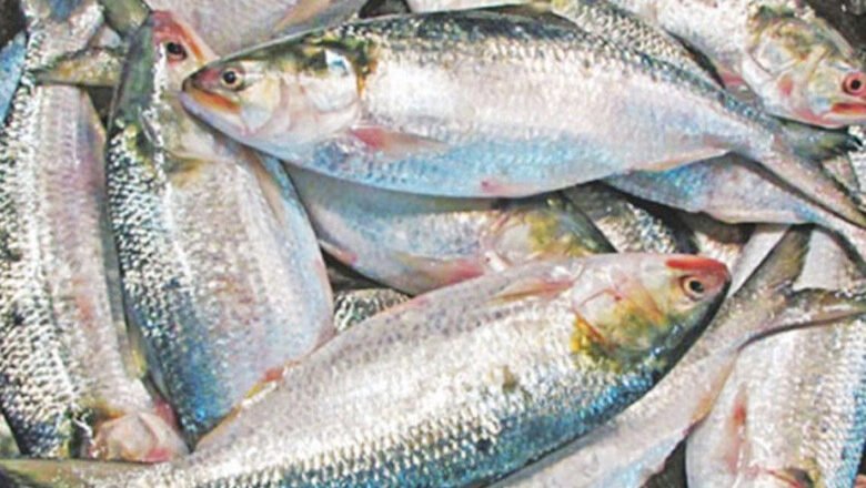 অবশেষে দুর্গাপূজায় ৩ হাজার টন ইলিশ যাচ্ছে ভারতে