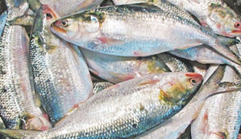 অবশেষে দুর্গাপূজায় ৩ হাজার টন ইলিশ যাচ্ছে ভারতে