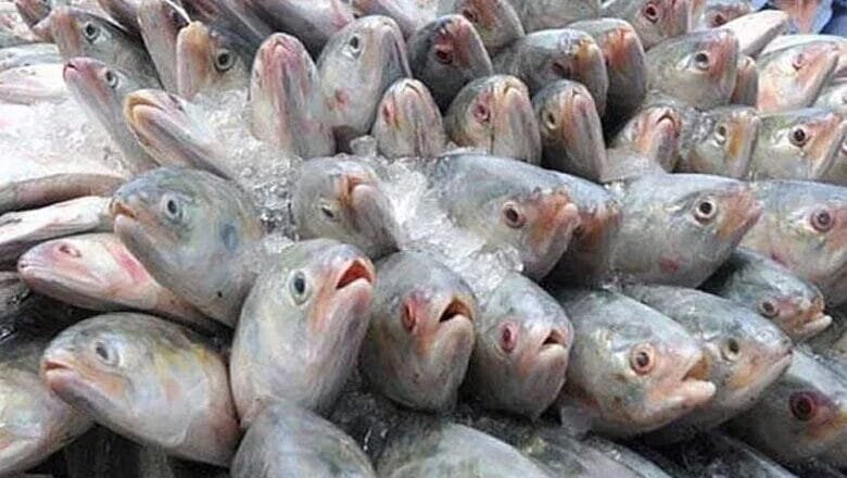 বেনাপোল বন্দর দিয়ে ভারতে গেলো ২৭৬ টন ইলিশ