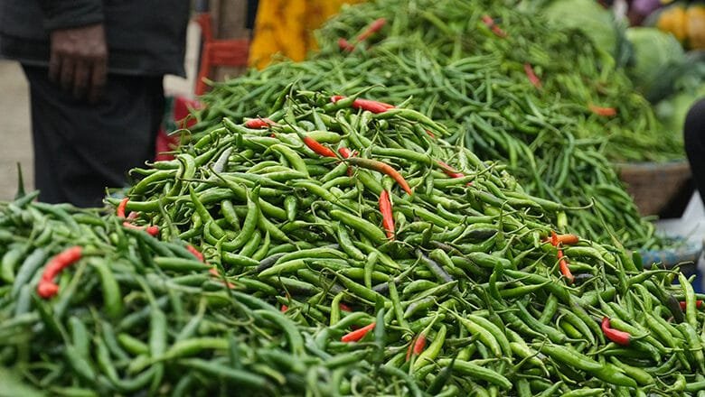 ভারত থেকে ৫৯৩ টন কাঁচামরিচ আমদানি, কমতে পারে দাম