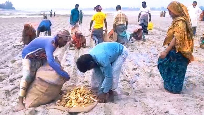 কুড়িগ্রামে ব্যস্ত সময় পার করছেন আলু চাষীরা