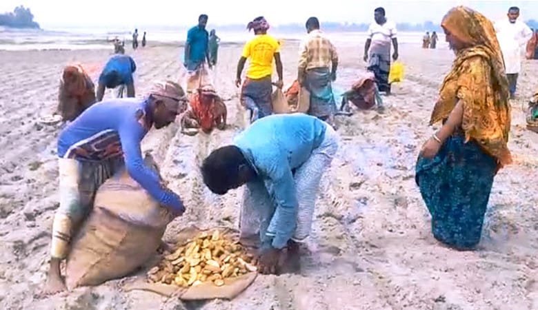 কুড়িগ্রামে ব্যস্ত সময় পার করছেন আলু চাষীরা