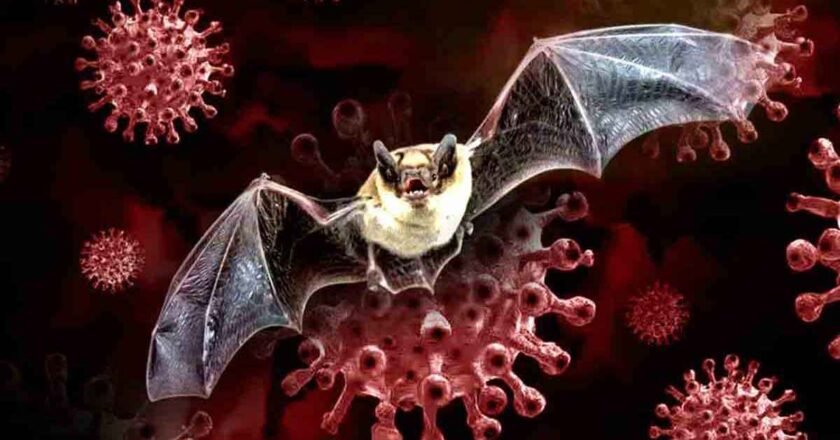 বাদুড়ের দেহে মিললো করোনার নতুন ধরন, মানবদেহেও ছড়ানোর শঙ্কা