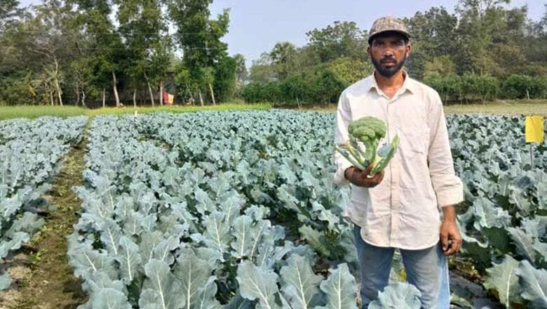 মিরসরাইয়ের মামুন ব্রোকলি চাষে সফল