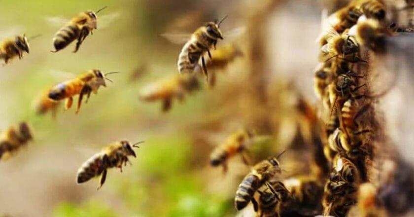 উলিপুরে মৌমাছির কামড়ে অবসরপ্রাপ্ত সেনা সদস্যের মৃত্যু