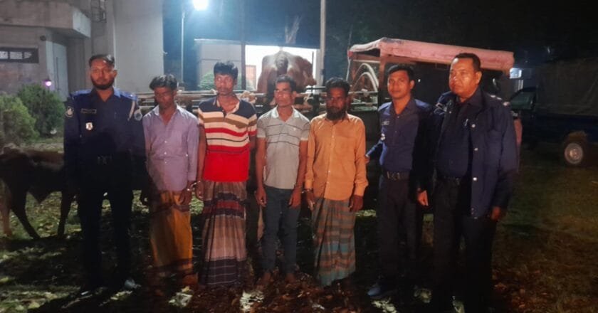 বেলকুচিতে গরুসহ ৪ চোর গ্রেপ্তার