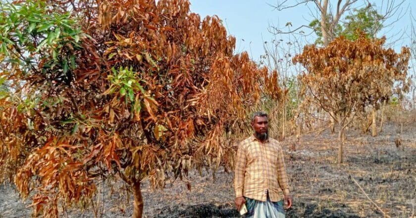 পানছড়িতে পূর্ব শত্রুতার জেরে আম বাগানে আগুন