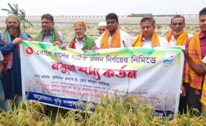 কামারখন্দে বোরোধানের সঠিক ফলন নির্ণয়ে নমুনা শস্য কর্তন ও কৃষক প্রশিক্ষণ অনুষ্ঠিত