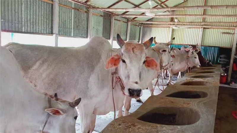 ঈদ উপলক্ষে রায়গঞ্জে গবাদিপশু মোটাতাজাকরণ শুরু