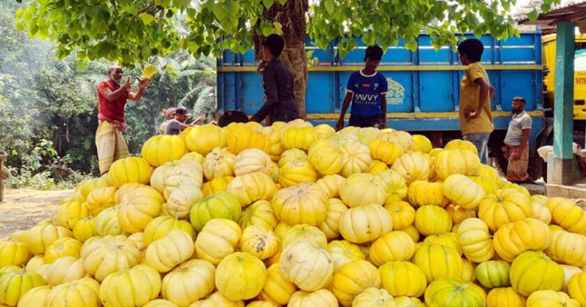 বাঙ্গি চাষে বিপাকে কৃষকরা 