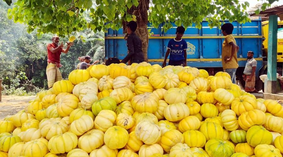 বাঙ্গি চাষে বিপাকে কৃষকরা