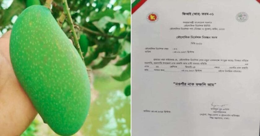 জিআই পণ্যের স্বীকৃতি পেল বদলগাছীর ‘নাক ফজলি আম’