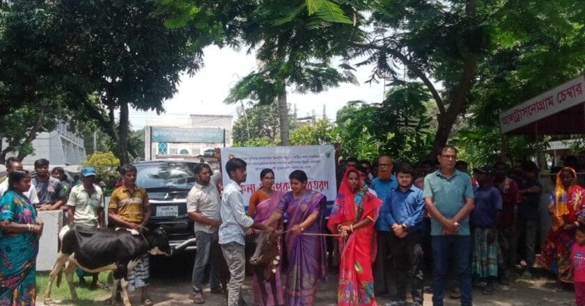 বদলগাছীতে ক্ষুদ্র নৃগোষ্ঠীর আর্থ সামাজিক উন্নয়নে বকনা বাছুর বিতরণ