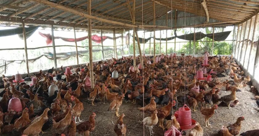 নওগাঁয় মুরগি পালনে পাল্টে গেছে উদ্যোক্তা মাসুমের জীবনমান