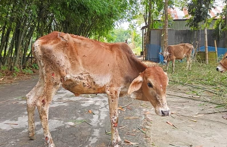 ফুলবাড়ীতে গরুর ‘ল্যাম্পি স্কিন ডিজিজ’-এ আতঙ্কে খামারি