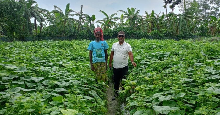 সবজি চাষে সফল সিরাজগঞ্জের কৃষক আব্দুল মুন্নাফ