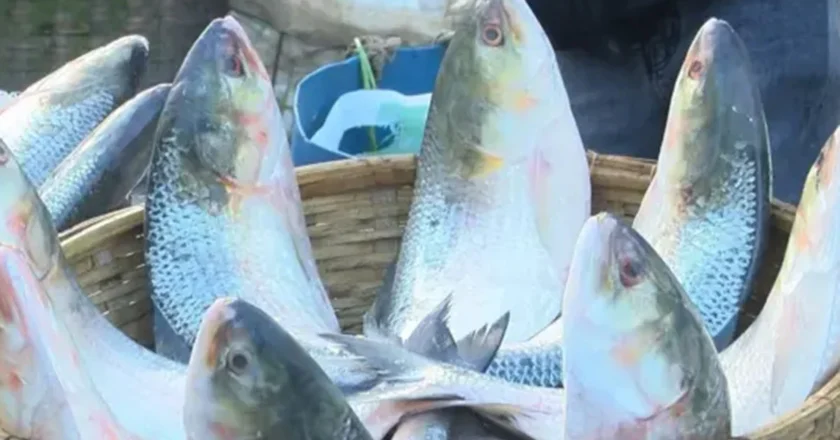 ইলিশের মূল্য নির্ধারণের প্রস্তাবে প্রধান উপদেষ্টার অনুমোদন