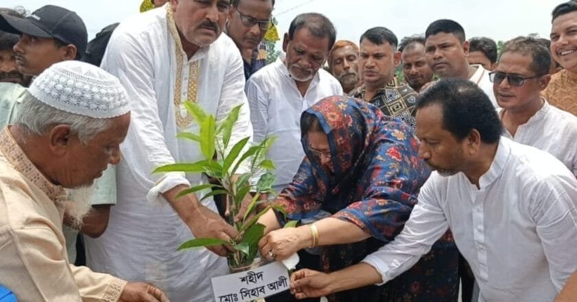 শিয়ালকোলে জেলা বিএনপির সভাপতি রুমানা মাহমুদের বৃক্ষরোপণ কর্মসূচি