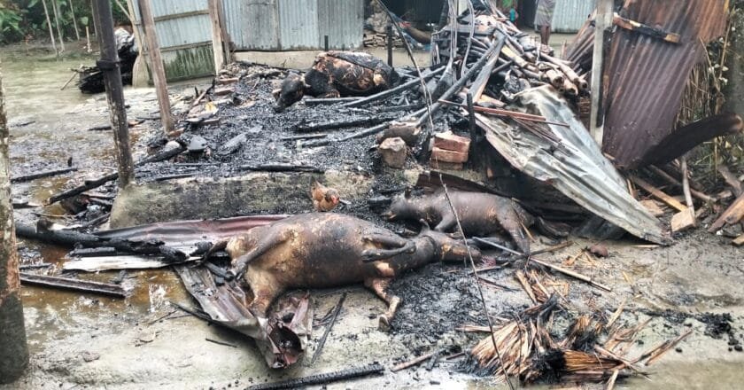 ফুলবাড়ীতে কয়েলের আগুনে পুড়ল কৃষকের ৪ গবাদিপশু