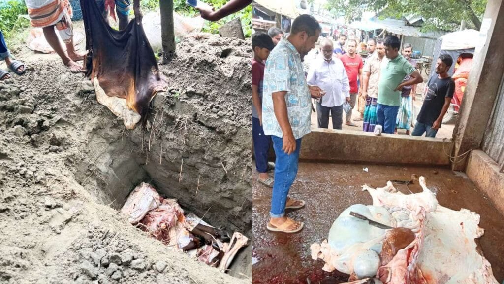 অসুস্থ গরু জবাই করে মাংস বিক্রির চেষ্টা, জব্দ করে মাটিচাপা দিল প্রশাসন