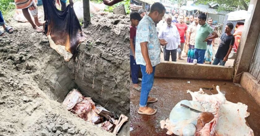 অসুস্থ গরু জবাই করে মাংস বিক্রির চেষ্টা, জব্দ করে মাটিচাপা দিল প্রশাসন