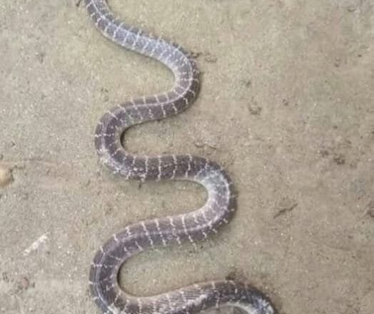 ফুলবাড়ীতে সাপের দংশনে অষ্টম শ্রেণির ছাত্রীর মৃত্যু