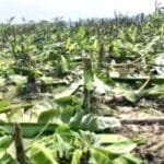 ভুরুঙ্গামারীতে শত্রুতার জেরে ১২০০ কলাগাছ কেটে নষ্ট!