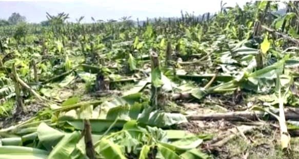 ভুরুঙ্গামারীতে শত্রুতার জেরে ১২০০ কলাগাছ কেটে নষ্ট!