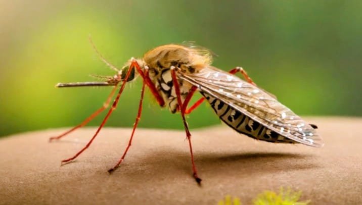 ২৪ ঘণ্টায় ডেঙ্গুতে প্রাণ গেল আরো ৪ জনের; এ সময়ে হাসপাতালে ভর্তি ৯৪২