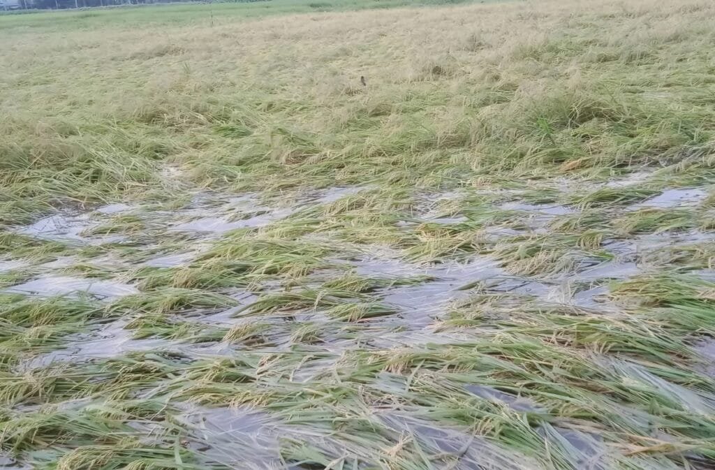 সলঙ্গায় টানা বৃষ্টি-দমকা হাওয়ায় আমন ধান ও আগাম সবজির ব্যাপক ক্ষতি