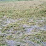 সলঙ্গায় টানা বৃষ্টি-দমকা হাওয়ায় আমন ধান ও আগাম সবজির ব্যাপক ক্ষতি