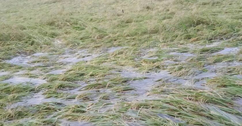 সলঙ্গায় টানা বৃষ্টি-দমকা হাওয়ায় আমন ধান ও আগাম সবজির ব্যাপক ক্ষতি