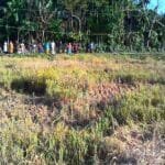 ভুরুঙ্গামারীতে জমি দখলের উদ্দেশ্যে রাতের আঁধারে ফসল কেটে নিলো ভূমিদস্যুরা