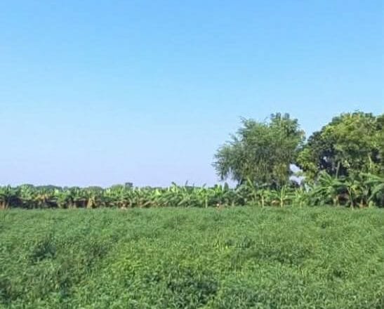 মানিকগঞ্জে আবাদের ভরা মৌসুমে তীব্র সার সঙ্কট