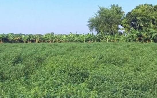 মানিকগঞ্জে আবাদের ভরা মৌসুমে তীব্র সার সঙ্কট