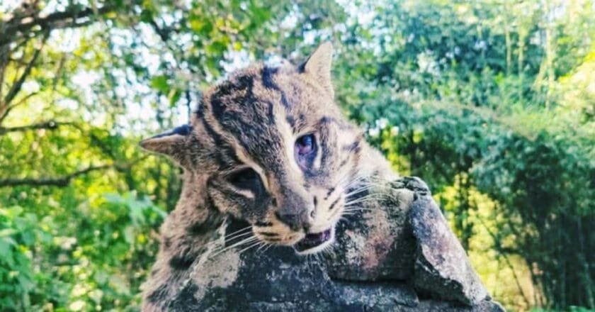 হরিরামপুরে খাবারের সন্ধানে লোকালয়ে এসে মাছ ধরার যন্ত্রে আটকা পড়ে বিপন্ন মেছোবাঘ