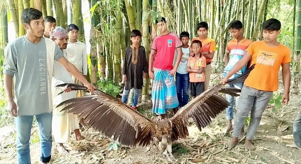 ফুলবাড়ীতে বিরল শকুন উদ্ধার, দেখতে মানুষের ভিড়