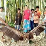 ফুলবাড়ীতে বিরল শকুন উদ্ধার, দেখতে মানুষের ভিড়