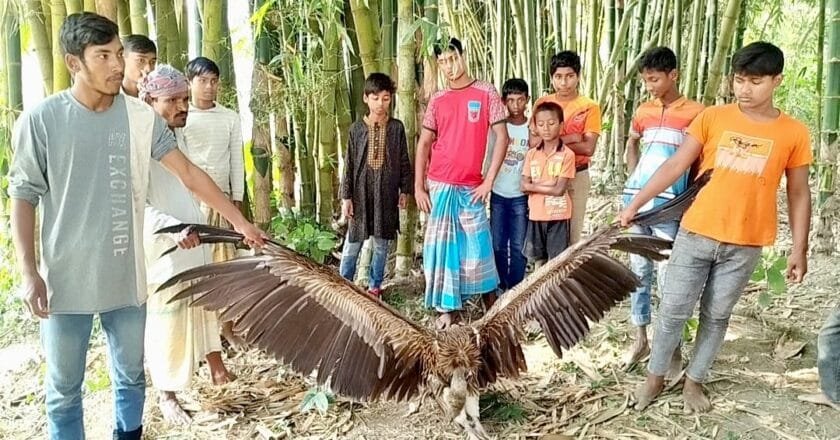 ফুলবাড়ীতে বিরল শকুন উদ্ধার, দেখতে মানুষের ভিড়