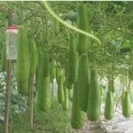 সলঙ্গায় অধিক লাভের আশায় সবজি চাষে ঝুঁকছেন কৃষকেরা