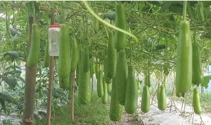 সলঙ্গায় অধিক লাভের আশায় সবজি চাষে ঝুঁকছেন কৃষকেরা