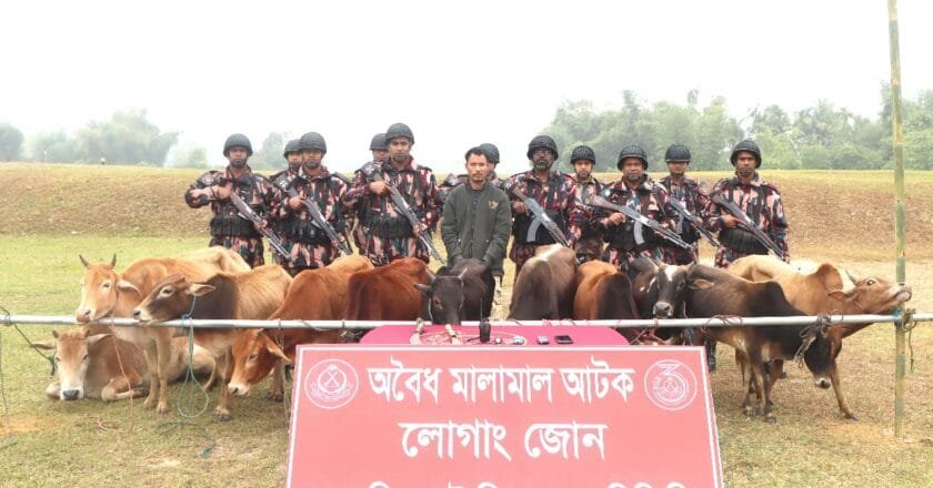 পানছড়ি সীমান্তে বিজিবির অভিযানে ভারতীয় গরুসহ আটক ১