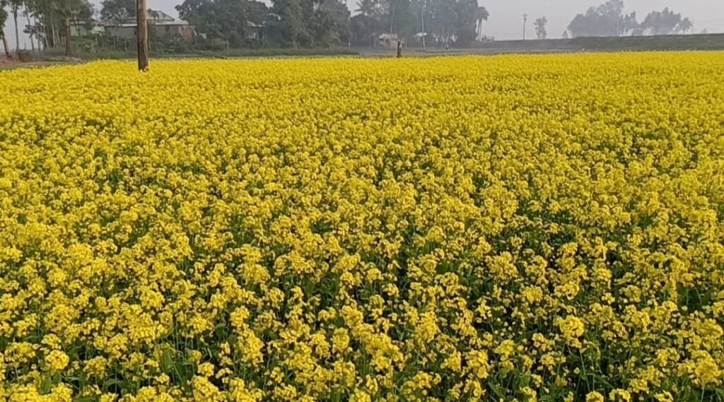 সরিষা চাষে বাম্পার ফলনের ব্যাপক সম্ভাবনা