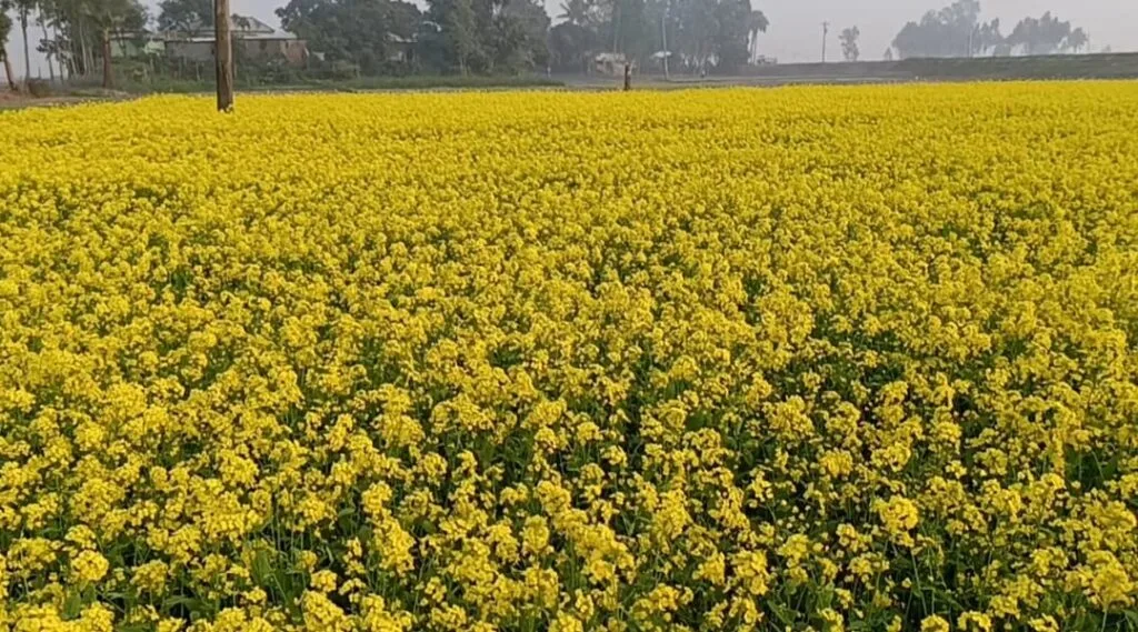 সরিষা চাষে বাম্পার ফলনের ব্যাপক সম্ভাবনা
