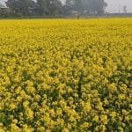 সরিষা চাষে বাম্পার ফলনের ব্যাপক সম্ভাবনা
