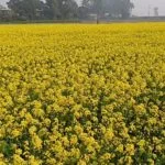 সরিষা চাষে বাম্পার ফলনের ব্যাপক সম্ভাবনা