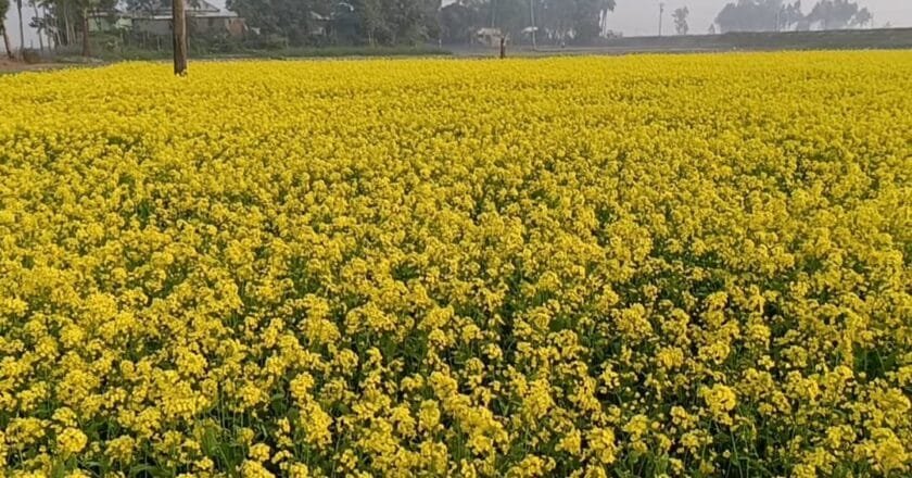 সরিষা চাষে বাম্পার ফলনের ব্যাপক সম্ভাবনা
