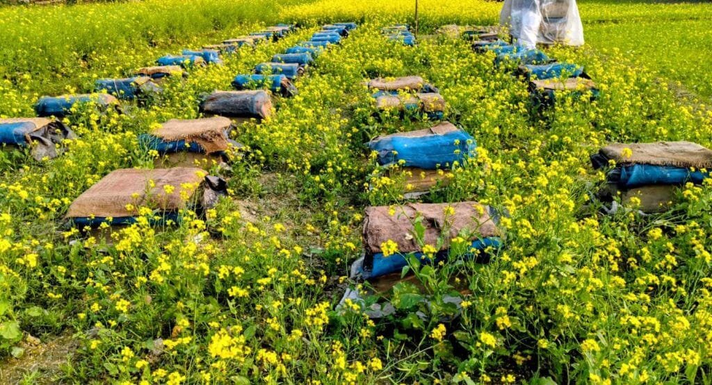 সিরাজগঞ্জে হলুদের সমারোহে মৌ চাষিদের মধু সংগ্রহের মহোৎসব